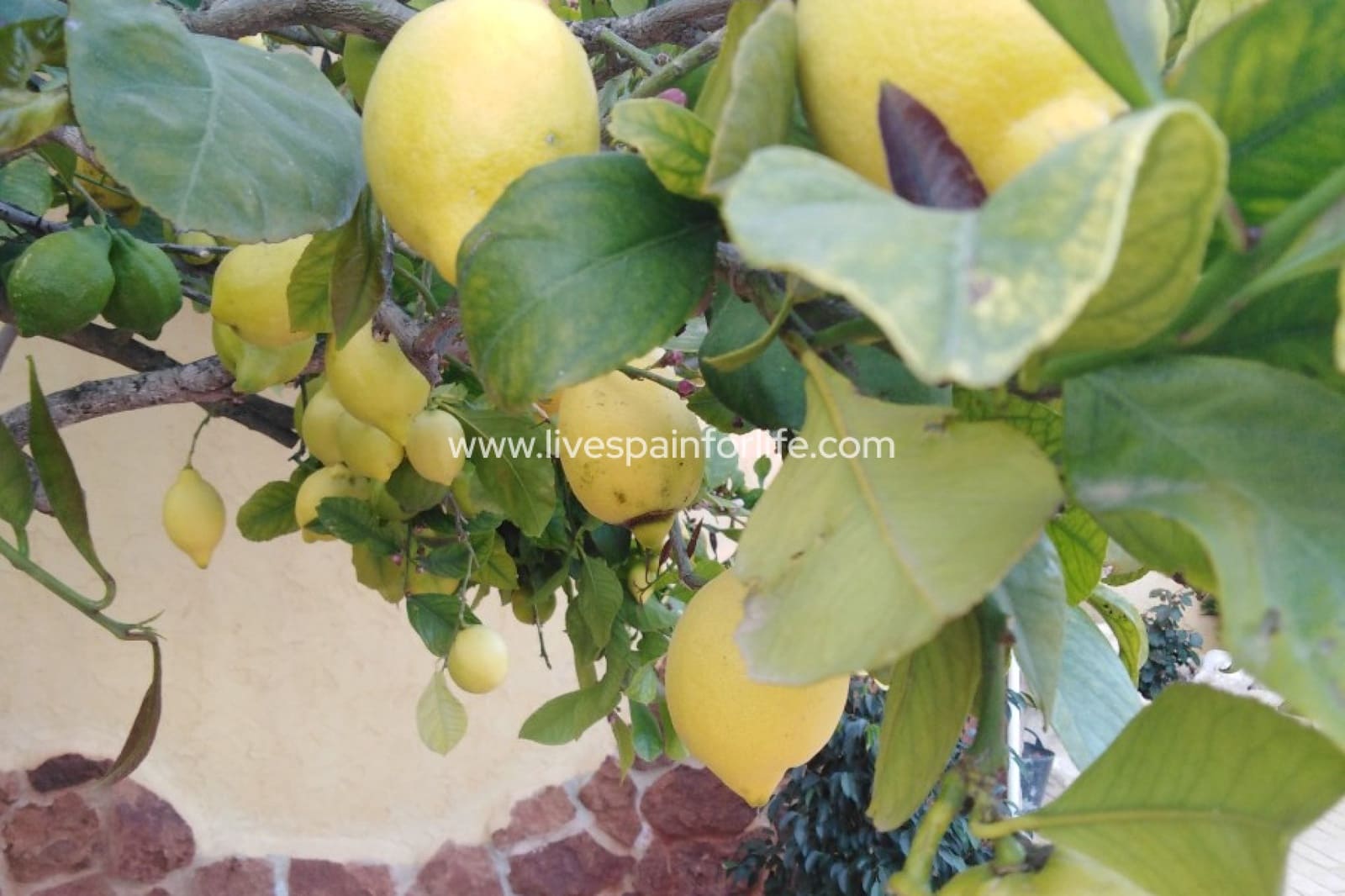 6 slaapkamer Finca/Landhuis te koop in Barbarroja met zwembad garage - € 850.000 (Ref: 9708048)