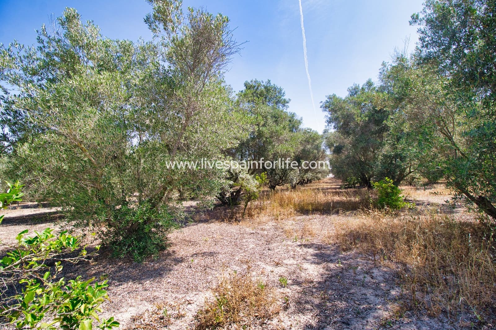 3 chambre Finca/Maison de Campagne à vendre à Dolores avec piscine garage - 495 000 € (Ref: 9713689)