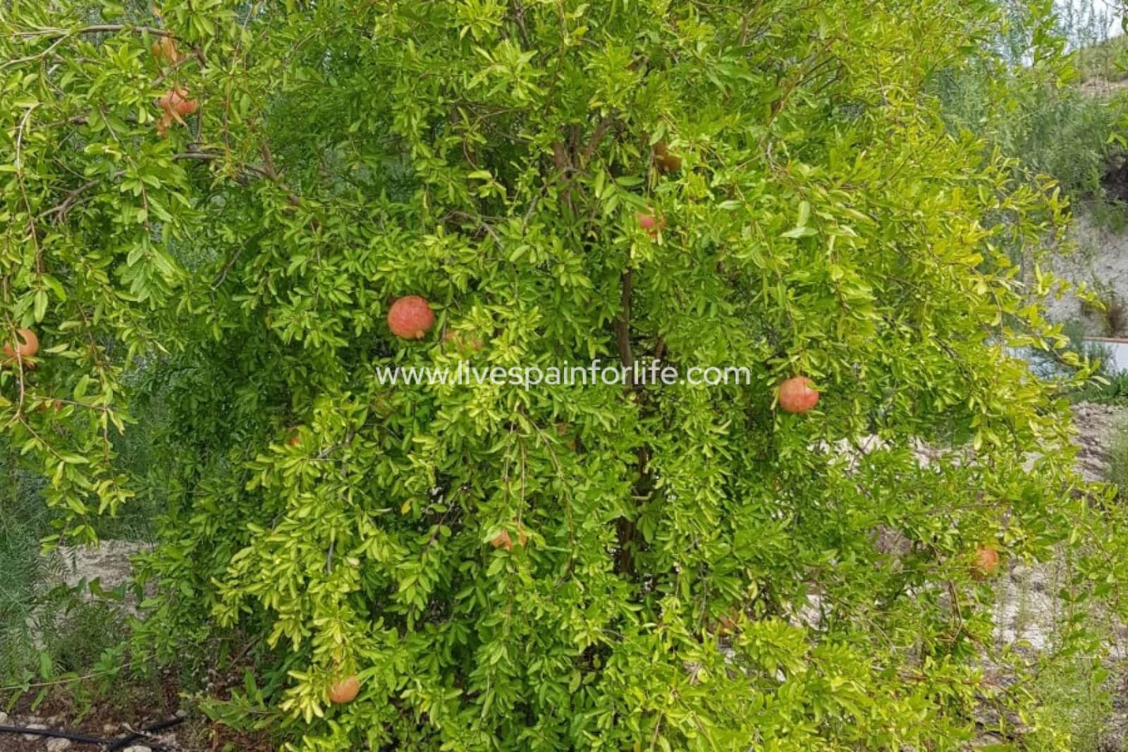 5 bedroom Finca/Country House for sale in Crevillente / Crevillent with pool garage - € 245,000 (Ref: 9715579)