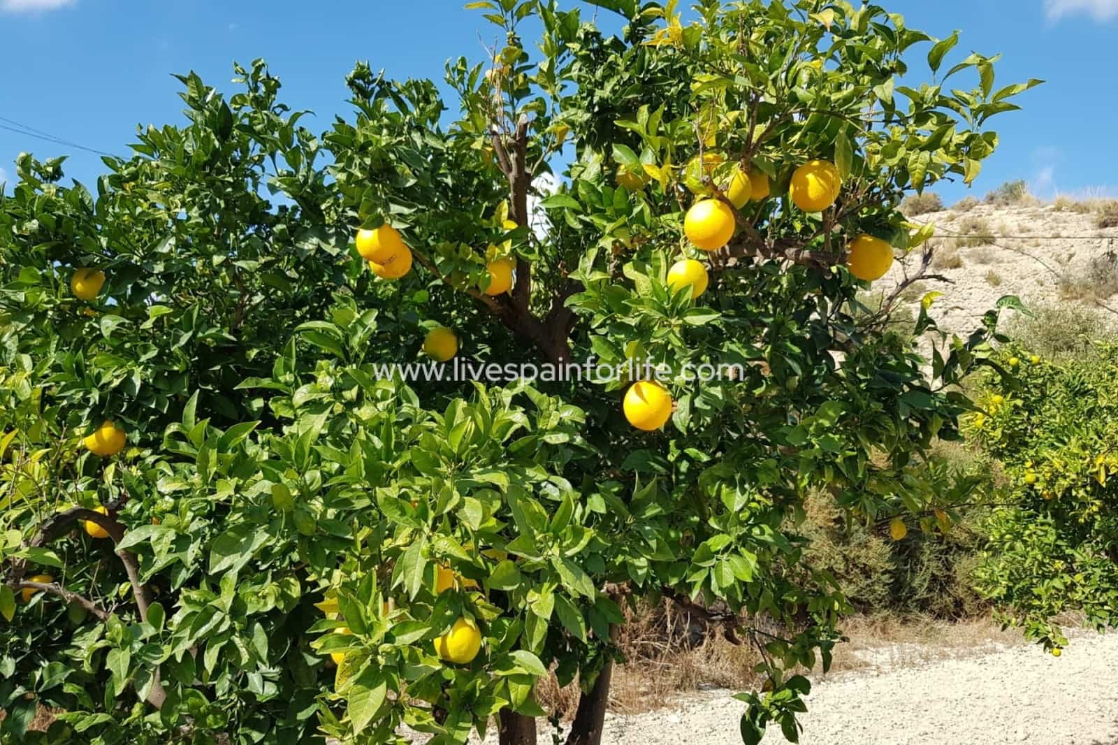 5 bedroom Finca/Country House for sale in Crevillente / Crevillent with pool garage - € 245,000 (Ref: 9715579)