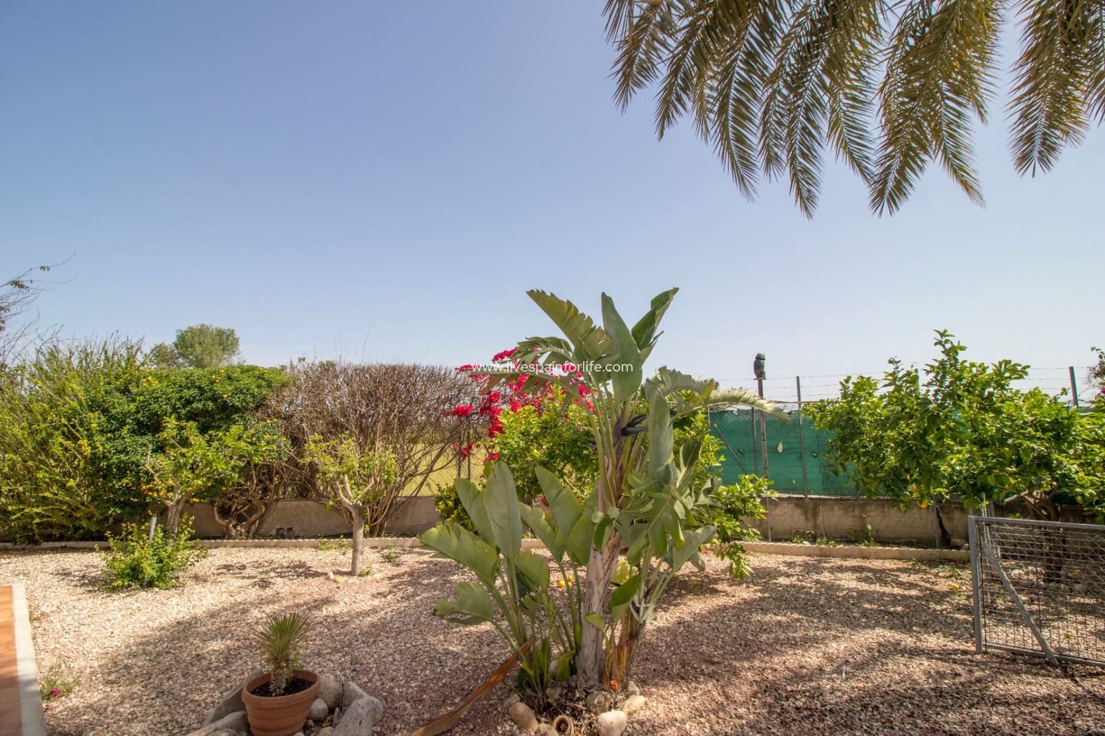 3 soverom Finca/Herregård til salgs i Albatera med svømmebasseng - € 299 995 (Ref: 9737074)