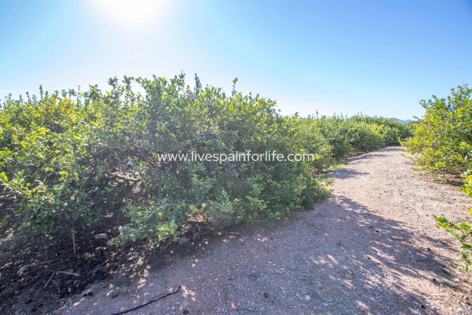 4 bedroom Finca/Country House for sale in Albatera with pool - € 425,000 (Ref: 9757572)