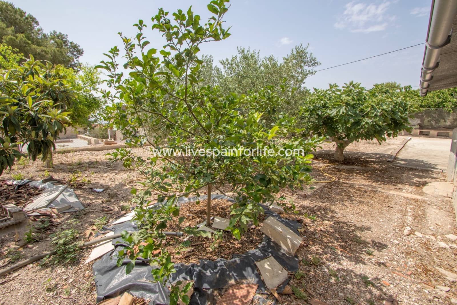 3 slaapkamer Finca/Landhuis te koop in Albatera met zwembad garage - € 260.000 (Ref: 9778830)