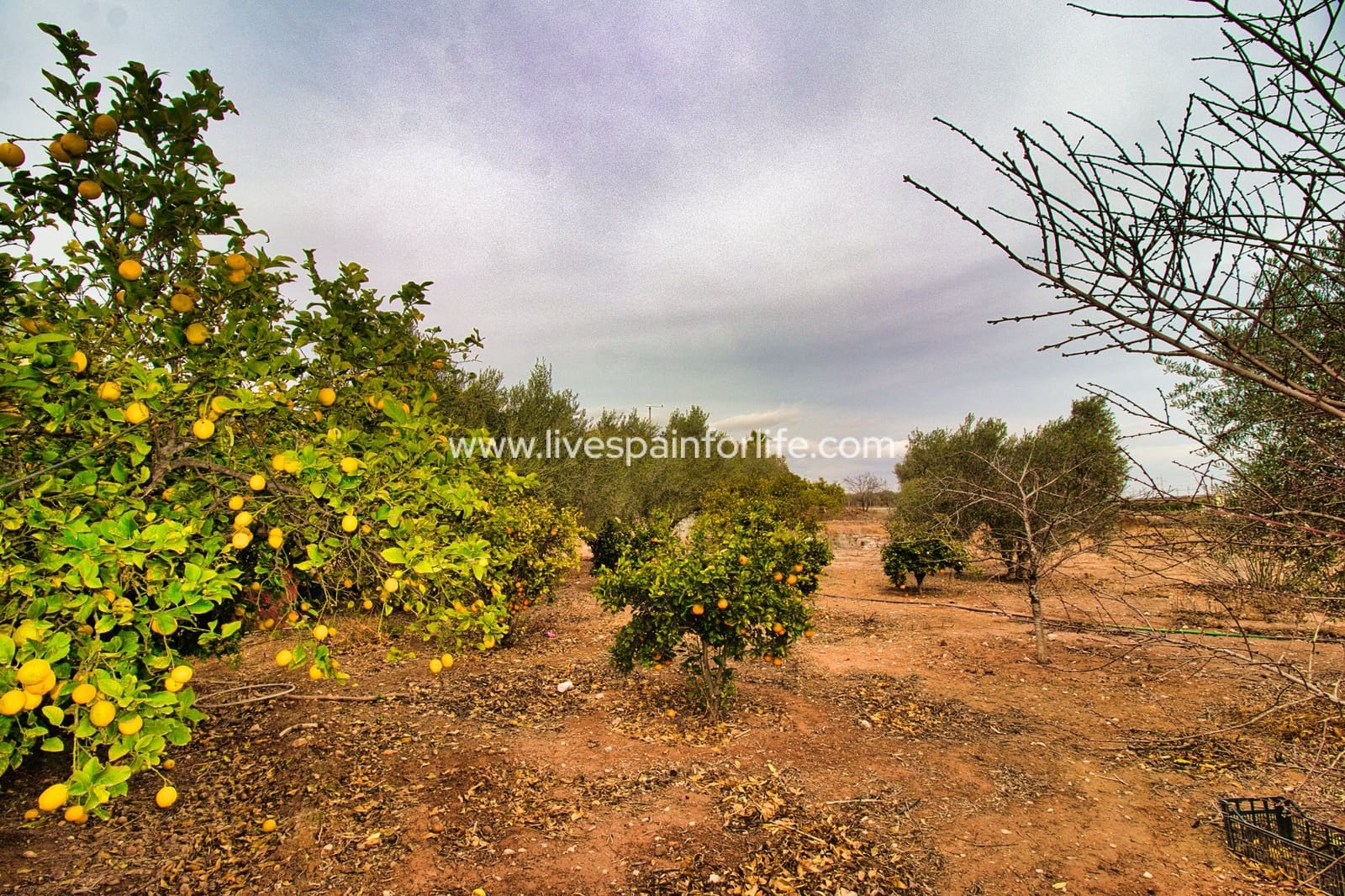 4 soverom Finca/Herregård til salgs i Crevillente / Crevillent med svømmebasseng garasje - € 359 000 (Ref: 9778844)