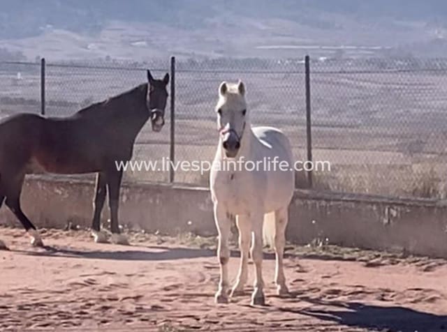 3 camera da letto Finca/Casa di Campagna in vendita in Torre del Rico, Jumilla - 510.000 € (Rif: 9821354)