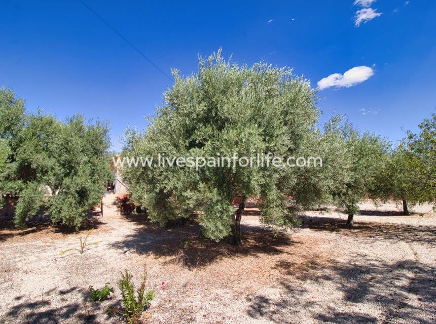 6 bedroom Finca/Country House for sale in Albatera with pool - € 280,000 (Ref: 9844156)