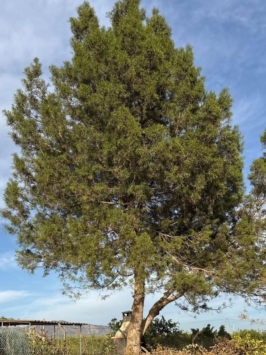 3 bedroom Villa for sale in Albatera with pool garage - € 182,000 (Ref: 9645103)