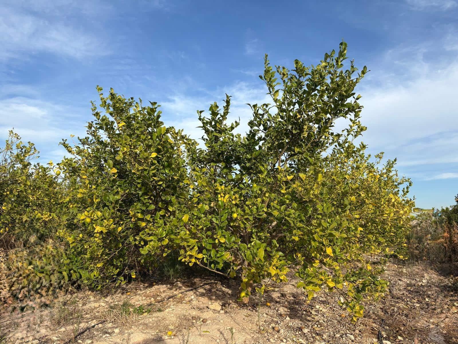 3 bedroom Villa for sale in Albatera with pool garage - € 182,000 (Ref: 9645103)