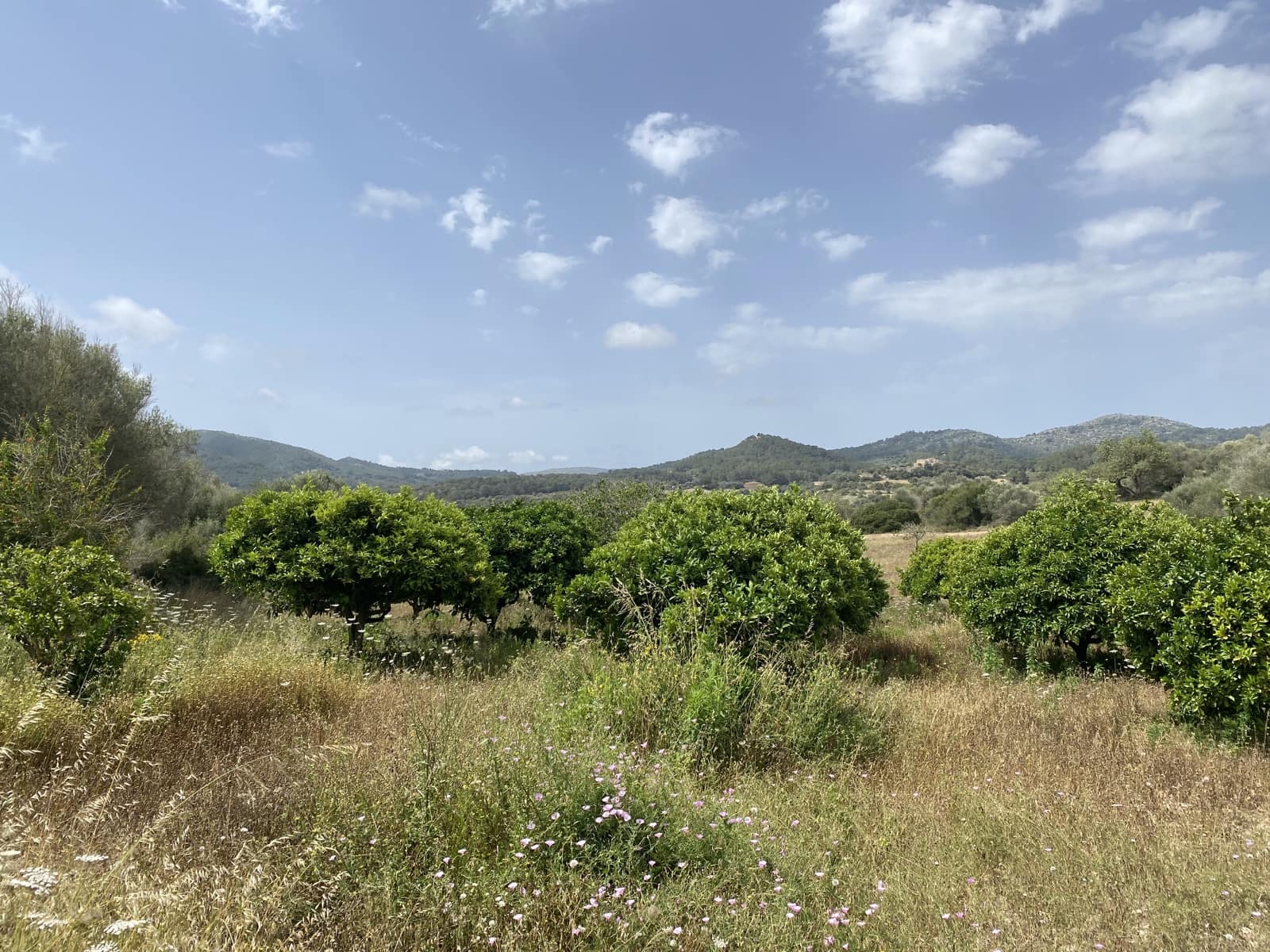 4 slaapkamer Finca/Landhuis te koop in Manacor met zwembad garage - € 4.900.000 (Ref: 8372267)