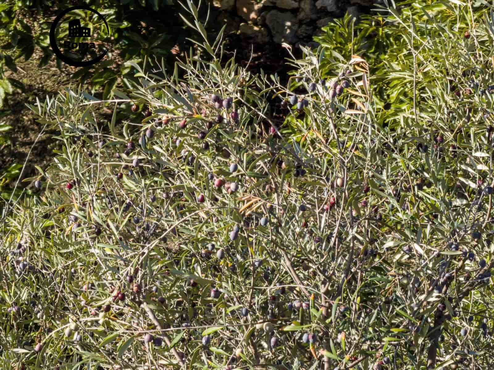 1 slaapkamer Finca/Landhuis te koop in Los Guajares met garage - € 89.900 (Ref: 9419904)