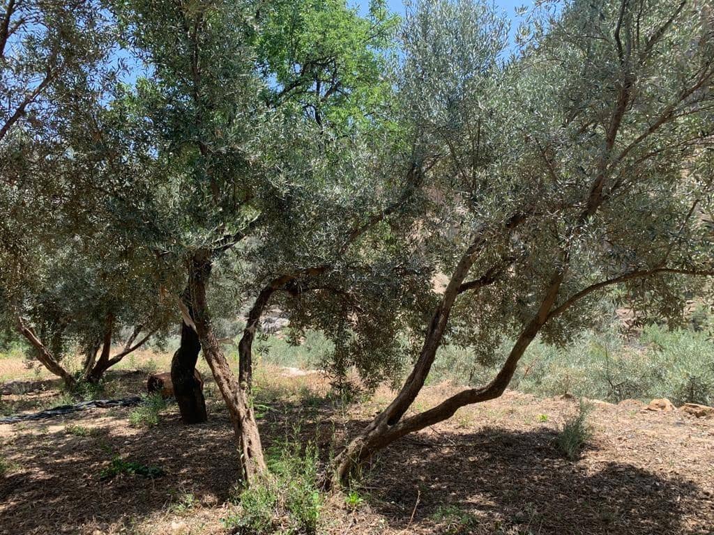 Grunde uden byggetilladelser til salg i Lanjaron - € 79.900 (Ref: 9440687)