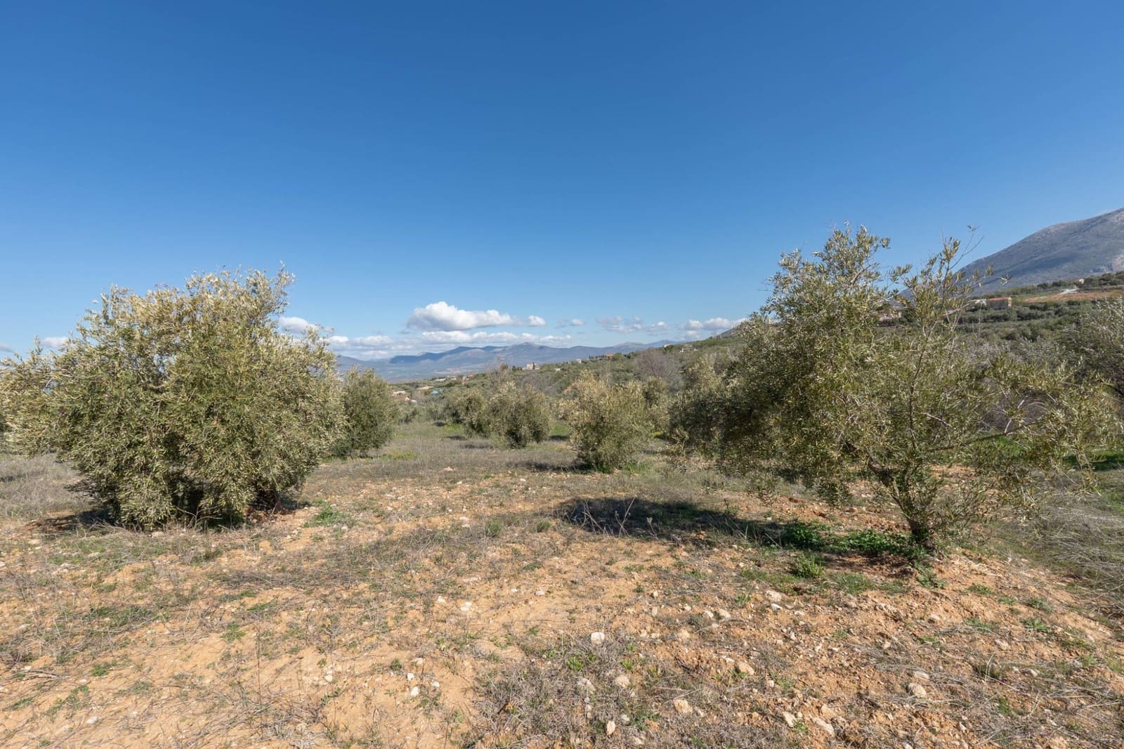 Ubebygd land til salgs i Cogollos Vega - € 60 000 (Ref: 9440693)