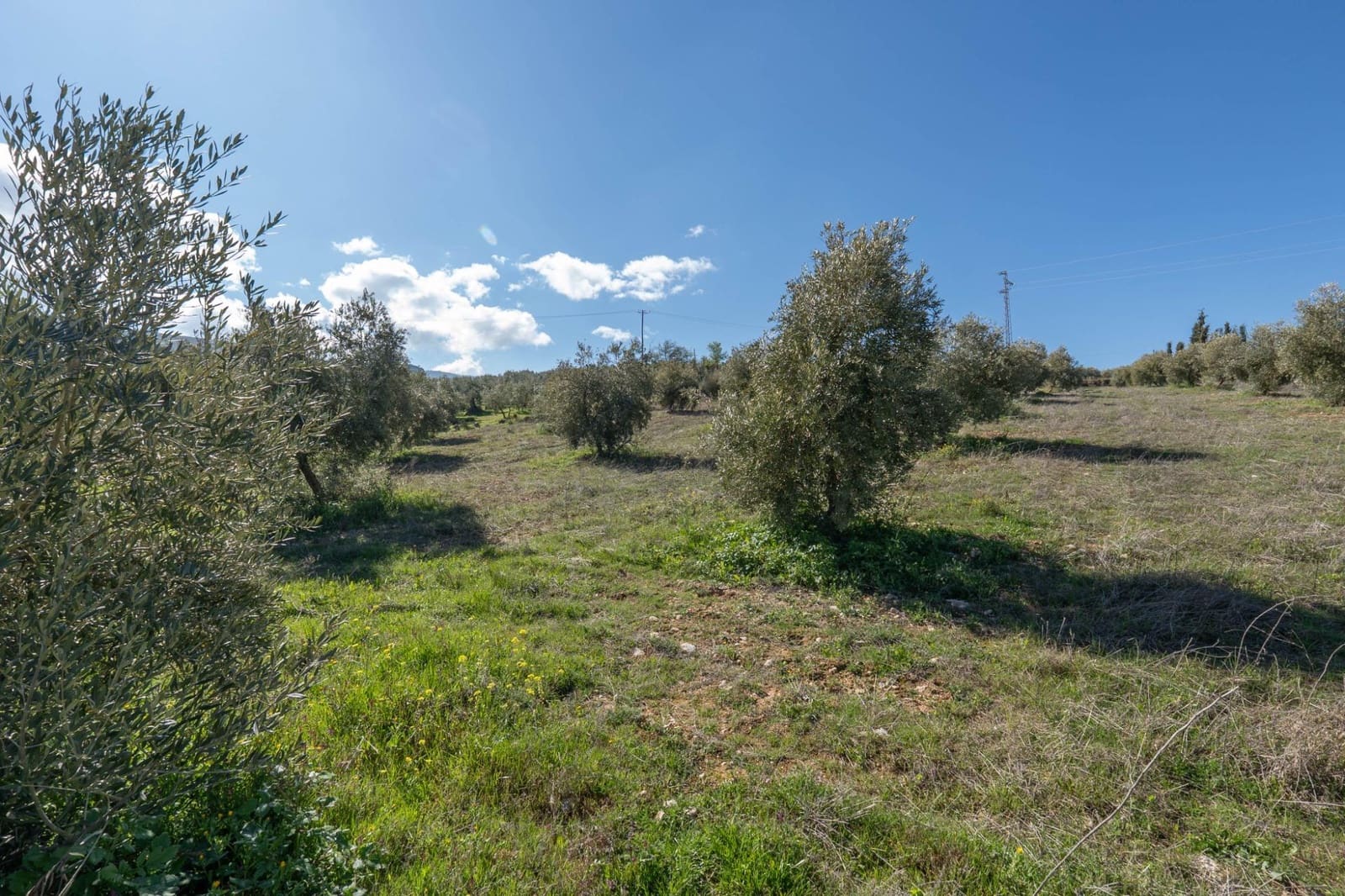 Ubebygd land til salgs i Cogollos Vega - € 60 000 (Ref: 9440693)