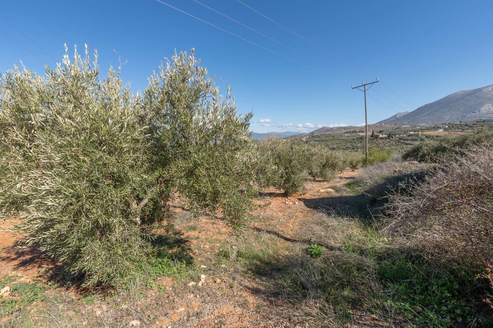 Ubebygd land til salgs i Cogollos Vega - € 60 000 (Ref: 9440693)
