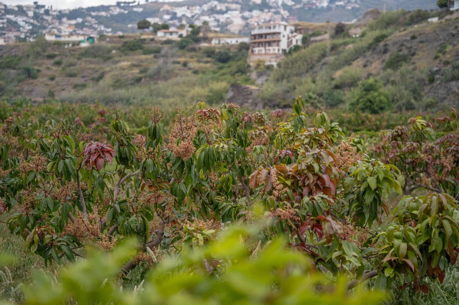 Działka budowlana na sprzedaż w Salobrena - 2 000 000 € (Ref: 9440695)