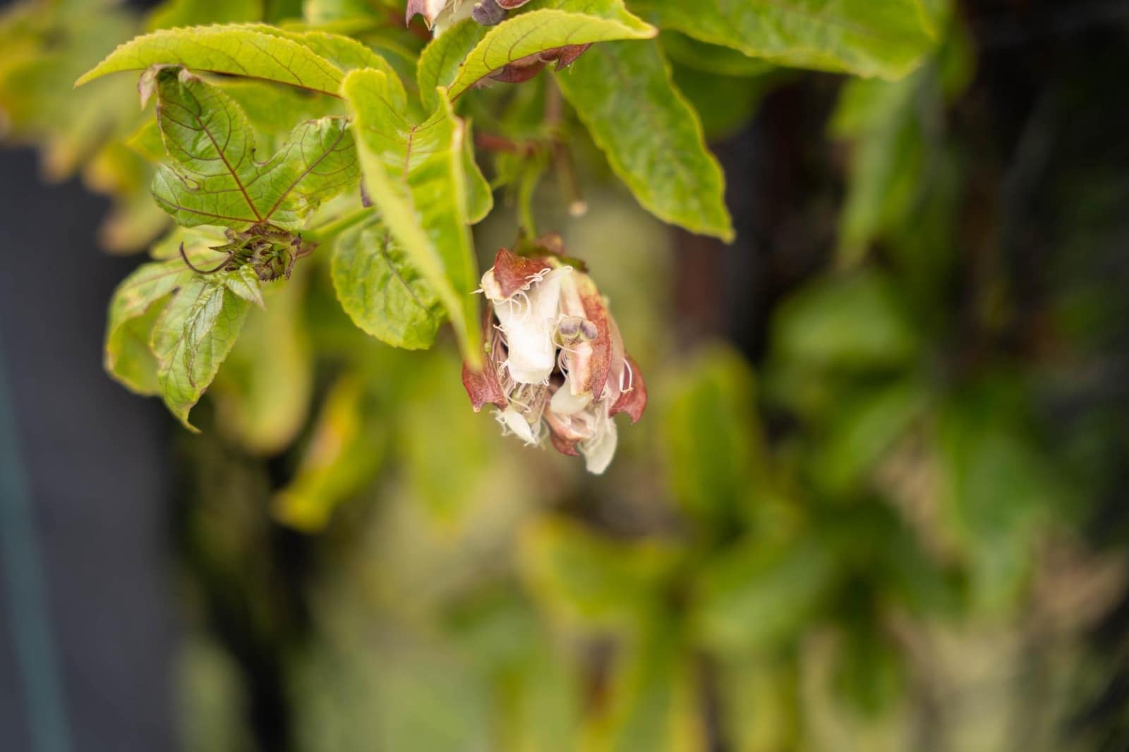 Działka budowlana na sprzedaż w Salobrena - 2 000 000 € (Ref: 9440695)