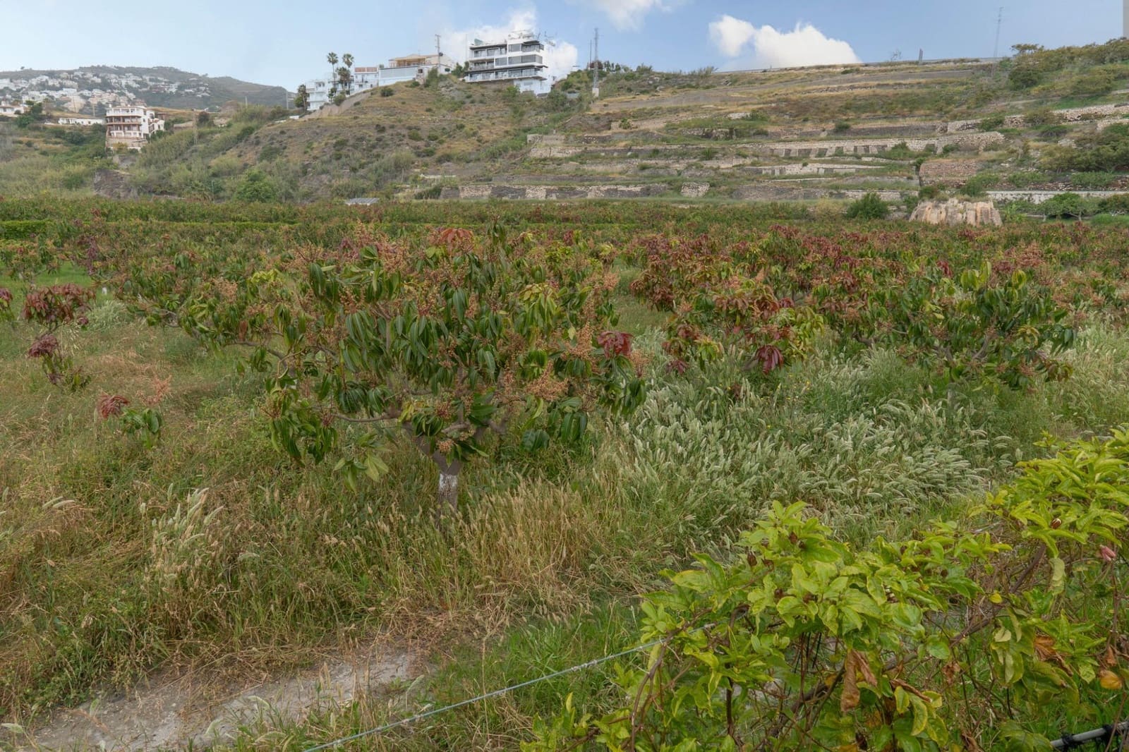 Działka budowlana na sprzedaż w Salobrena - 2 000 000 € (Ref: 9440695)