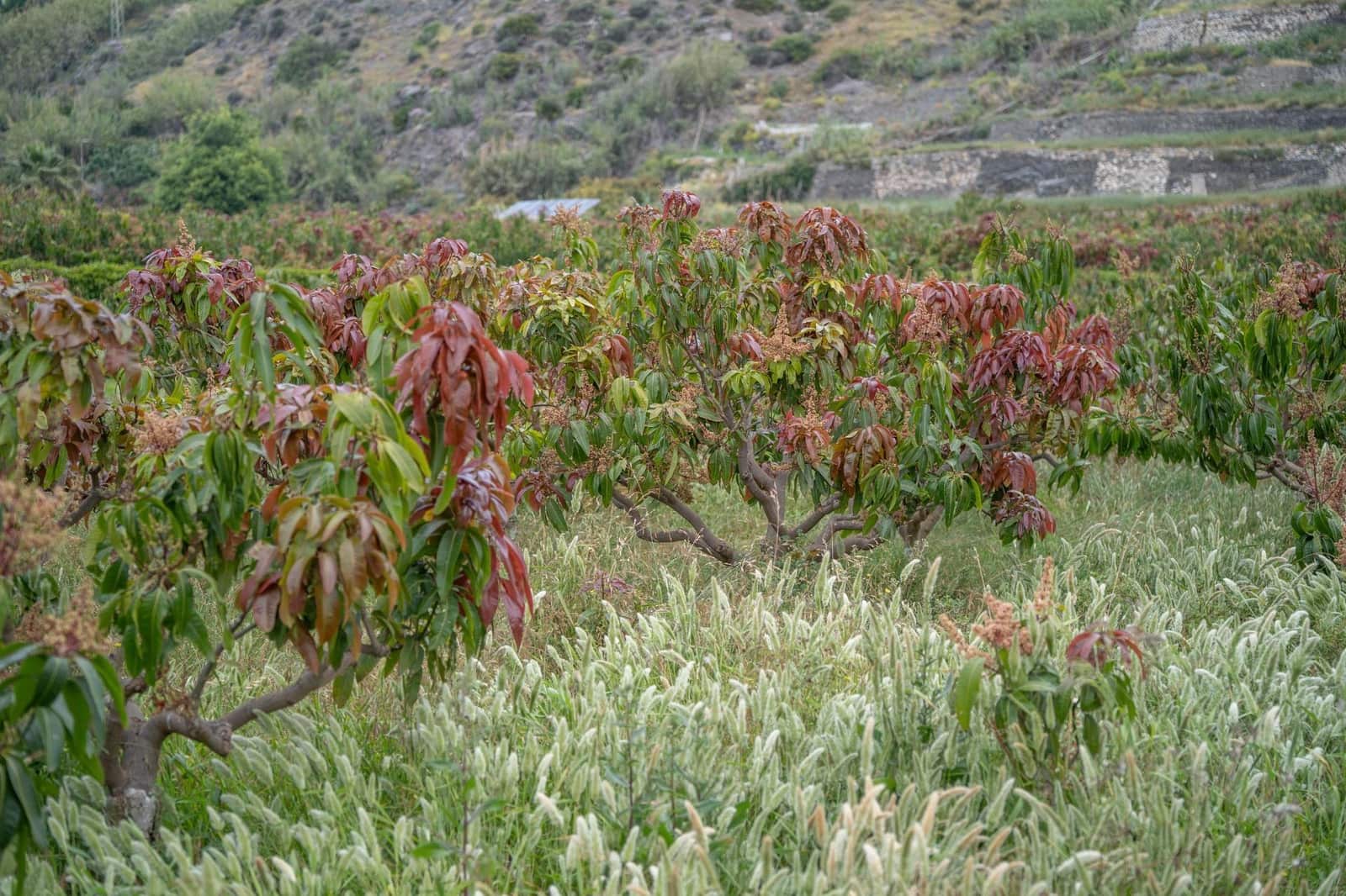 Działka budowlana na sprzedaż w Salobrena - 2 000 000 € (Ref: 9440695)