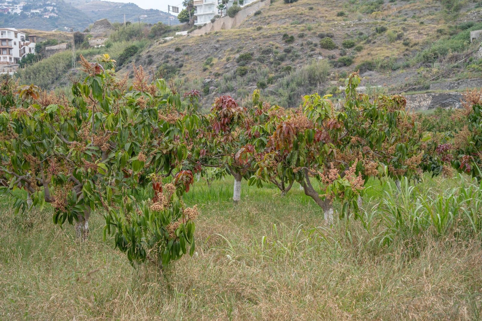 Działka budowlana na sprzedaż w Salobrena - 2 000 000 € (Ref: 9440695)