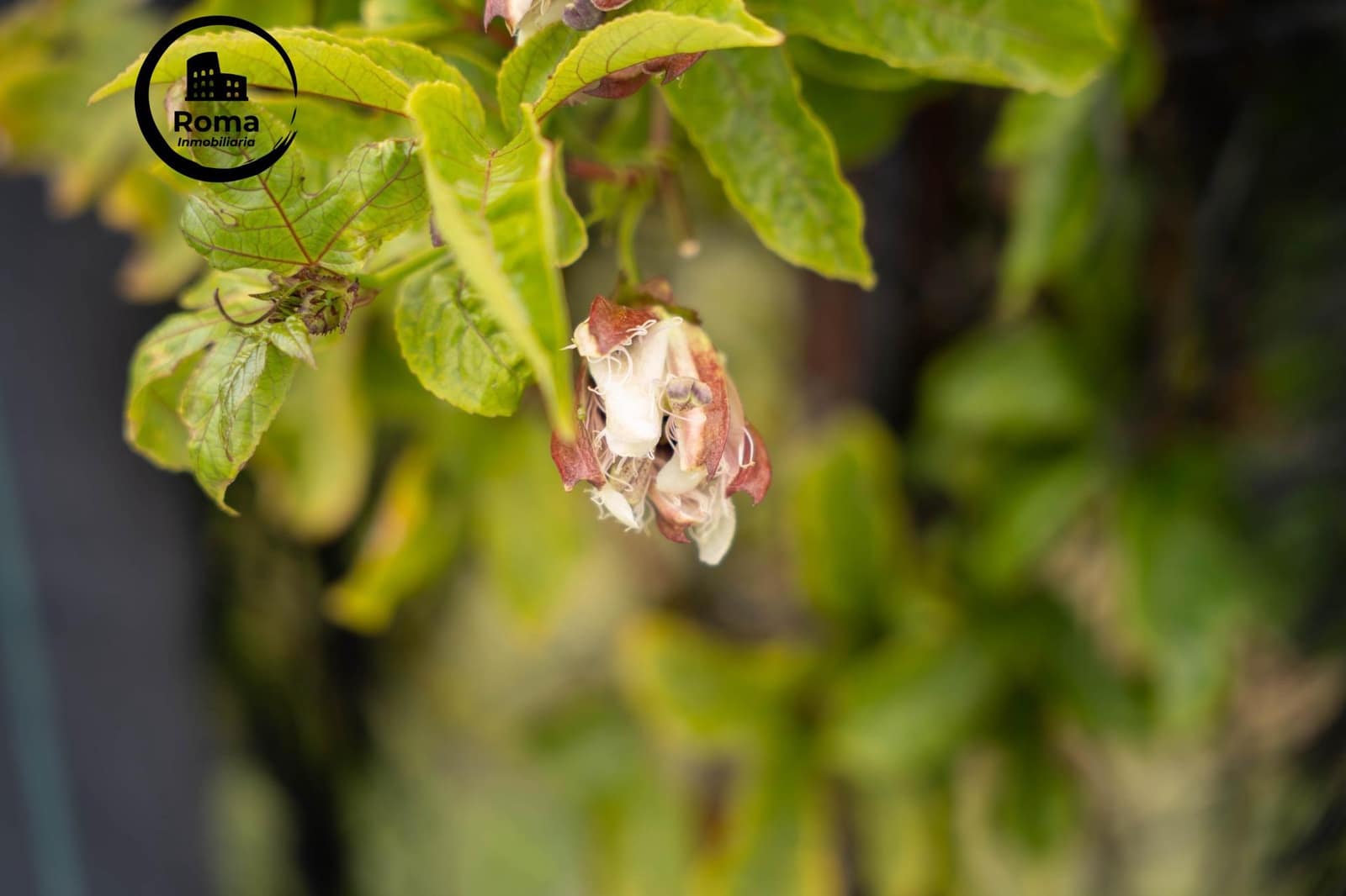 Byggetomt til salgs i Salobrena - € 2 000 000 (Ref: 9449449)