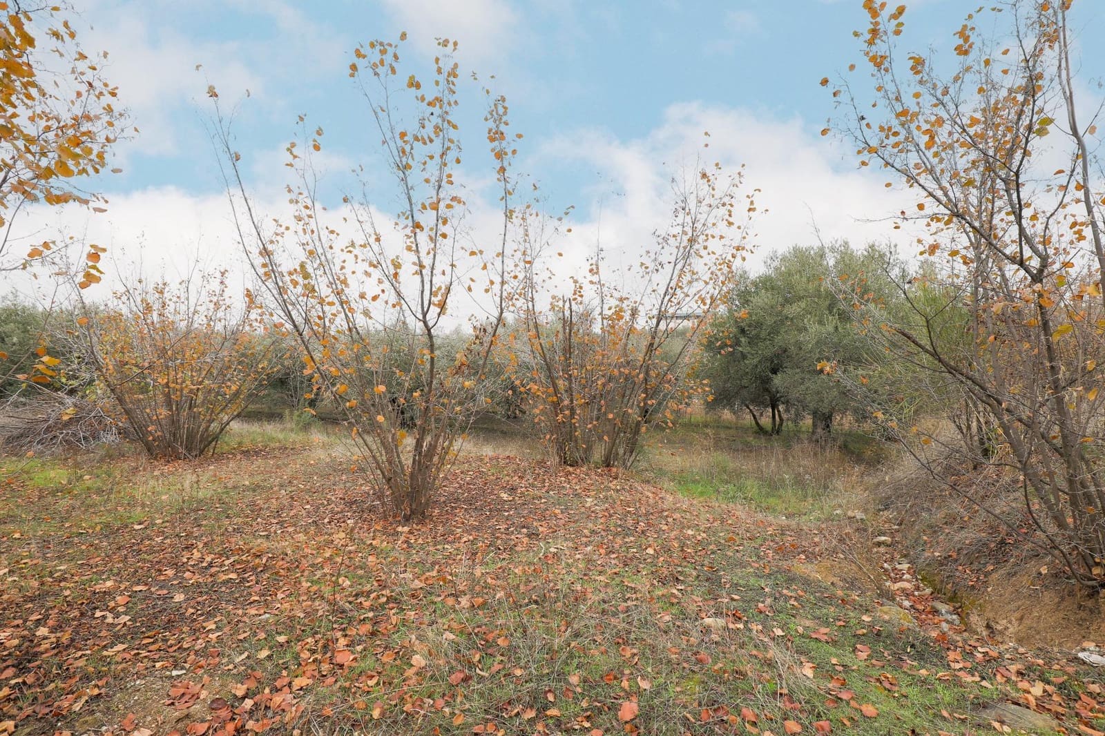 Finca/Herregård til salgs i Gojar med garasje - € 208 000 (Ref: 9473074)