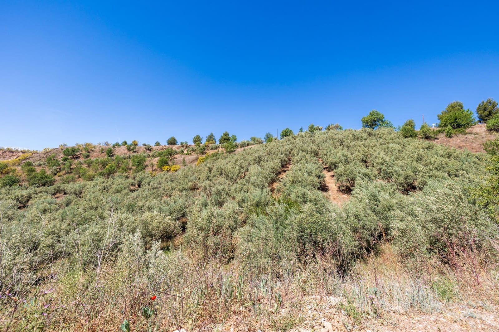 Landgrundstück zu verkaufen in Viznar - 46.500 € (Ref: 9491556)