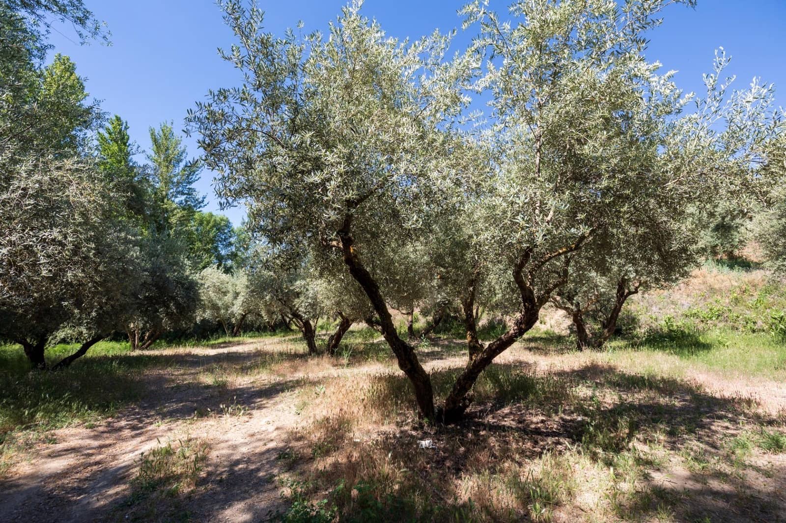 Landgrundstück zu verkaufen in Viznar - 46.500 € (Ref: 9491556)