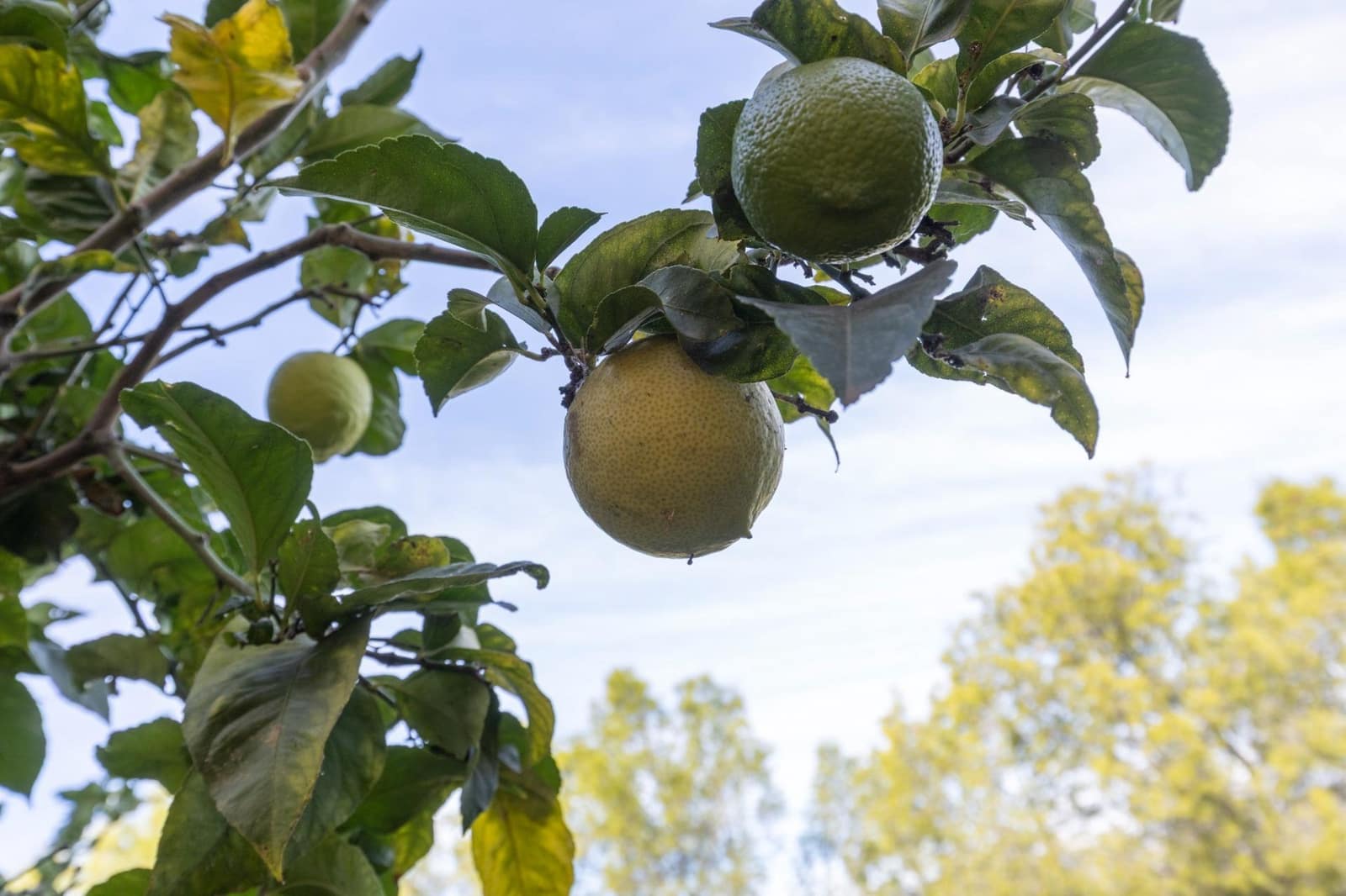 3 bedroom Villa for sale in Almunecar with pool - € 599,000 (Ref: 9504440)