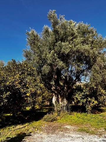 Grond te koop in Lecrín - € 65.000 (Ref: 9504441)