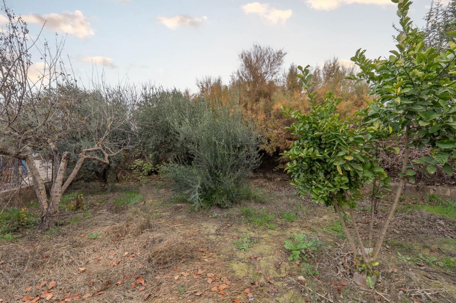 Ubebygd land til salgs i Chauchina - € 55 000 (Ref: 9509083)