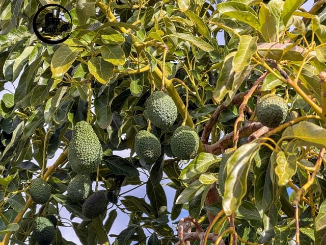 1 makuuhuone Maalaistalo myytävänä paikassa Los Guajares mukana 
autotalli - 89 900 € (Ref: 9533861)