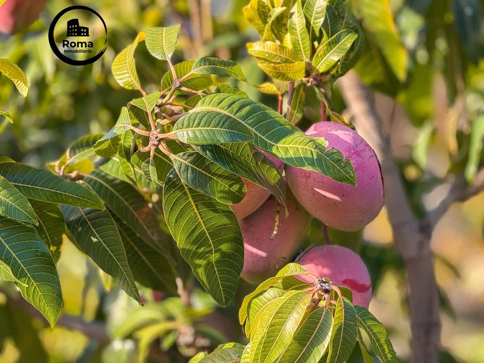 1 soverom Finca/Herregård til salgs i Los Guajares med garasje - € 89 900 (Ref: 9568847)