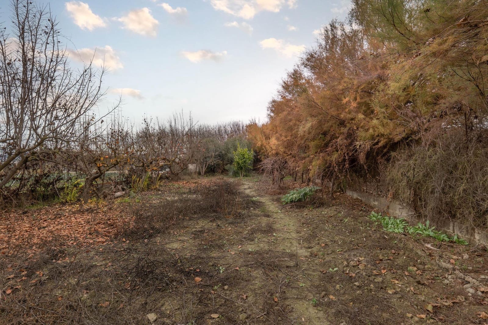 Landgrundstück zu verkaufen in Chauchina - 55.000 € (Ref: 9574760)