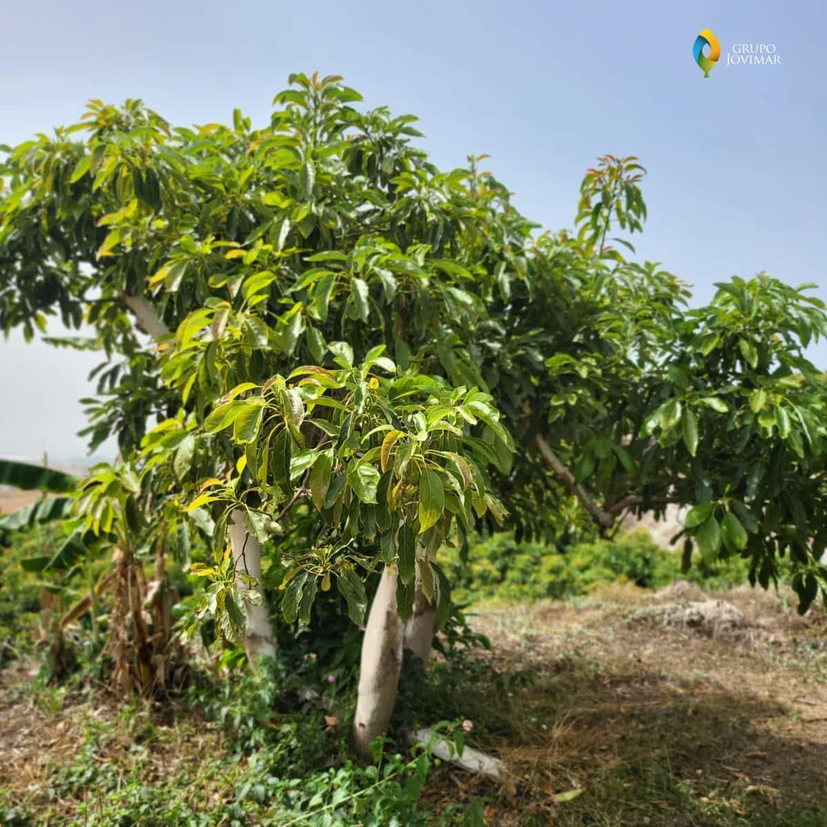 Landgrundstück zu verkaufen in Motril - 450.000 € (Ref: 8020946)