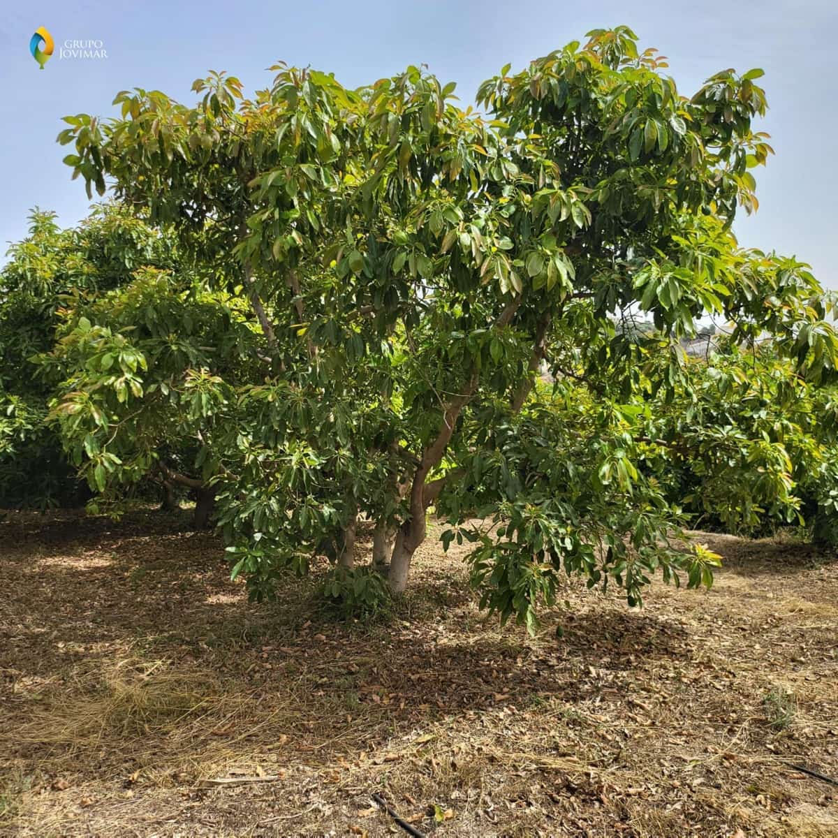 Landgrundstück zu verkaufen in Motril - 450.000 € (Ref: 8020946)