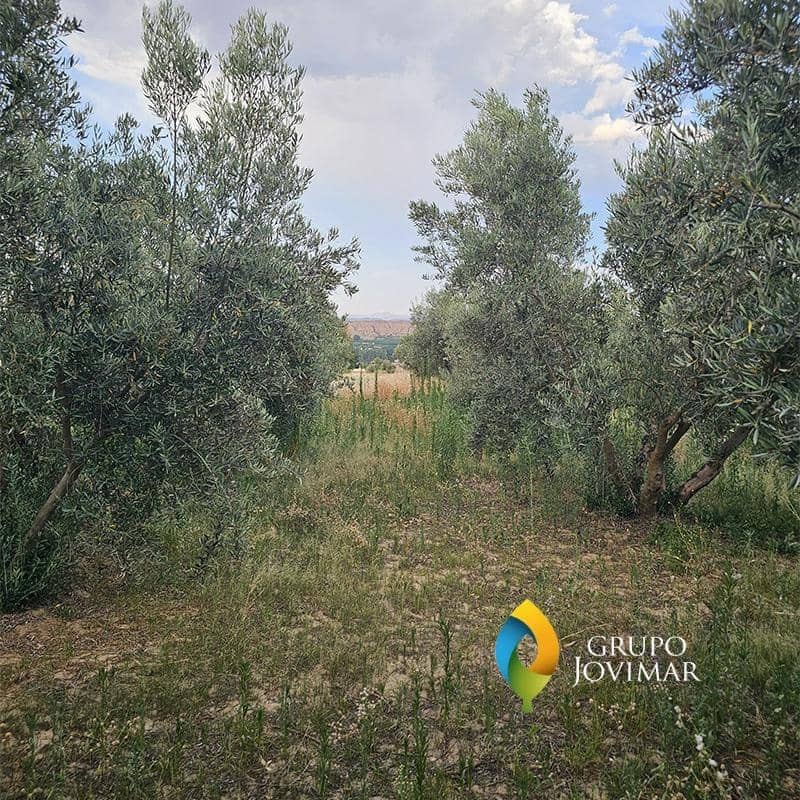 Mark till salu i Guadix - 58 500 € (Ref: 9530903)