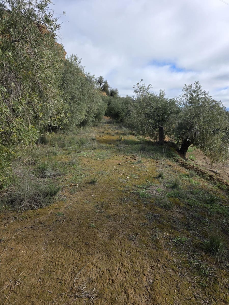 Ubebygd land til salgs i Cortes y Graena - € 16 420 (Ref: 9608203)