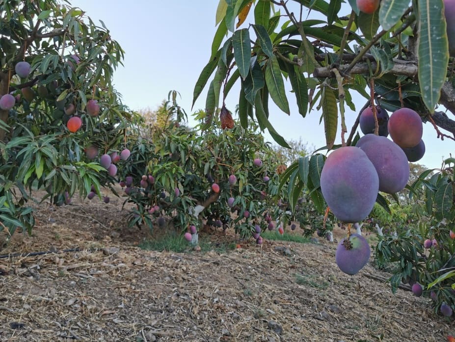 3 bedroom Villa for sale in La Cala de Mijas with pool garage - € 1,450,000 (Ref: 9616500)