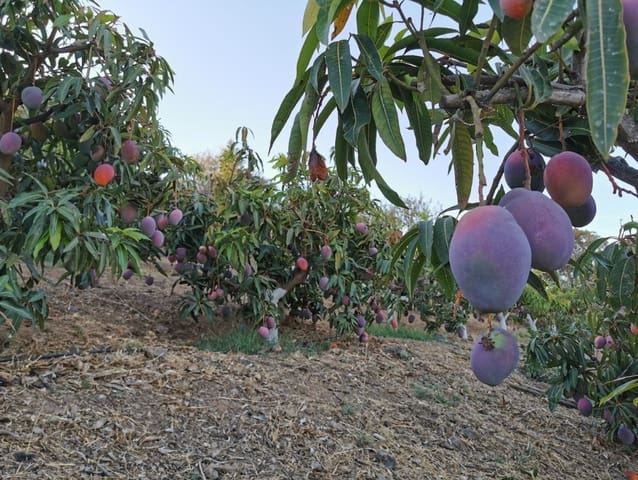 3 soveværelse Villa til salg i La Cala de Mijas, Mijas med swimmingpool garage - € 1.450.000 (Ref: 9616500)