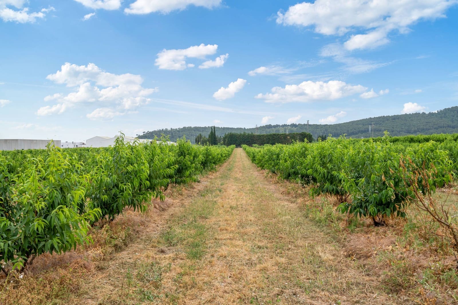 27 sypialnia Finka/Dom wiejski na sprzedaż w Sant Marti Sarroca z basenem garażem - 3 200 000 € (Ref: 9220521)