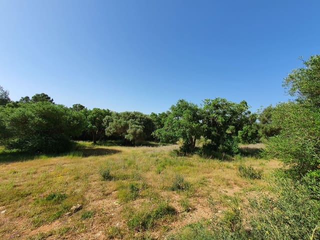 Terrain à Bâtir à vendre à Sotogrande, San Roque - 3 500 000 € (Ref: 9077183)
