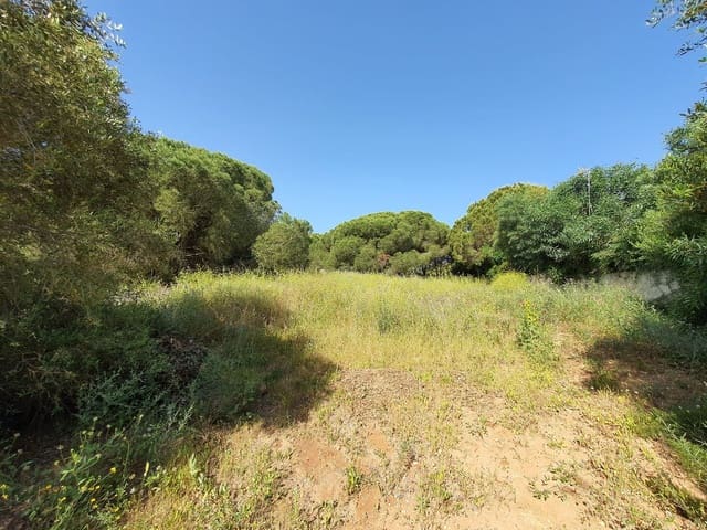 Terrain à Bâtir à vendre à Sotogrande, San Roque - 3 500 000 € (Ref: 9077183)