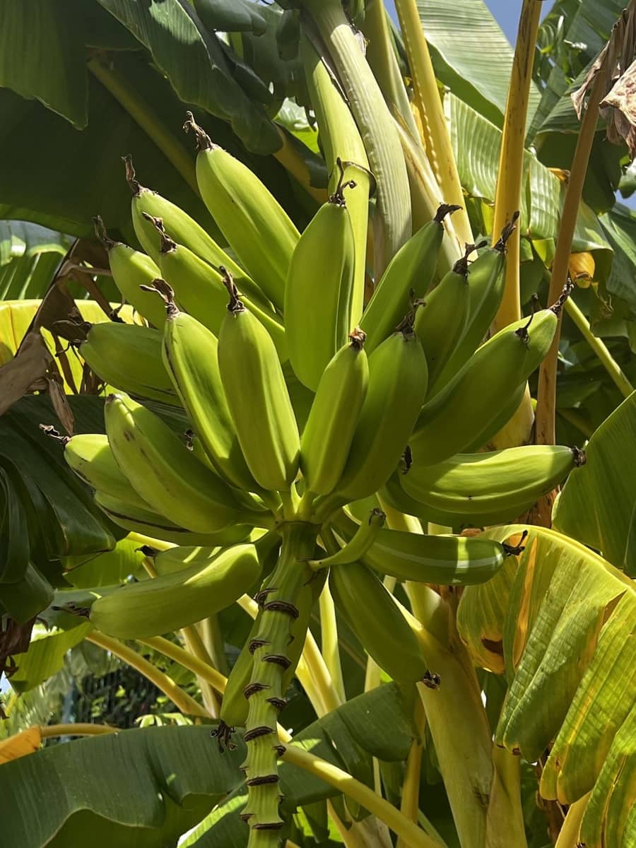 5 soverom Villa til salgs i Estepona med garasje - € 1 925 000 (Ref: 9524886)