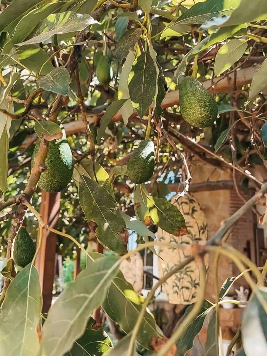 5 soveværelse Villa til salg i Nueva Andalucia med swimmingpool garage - € 1.600.000 (Ref: 9344631)