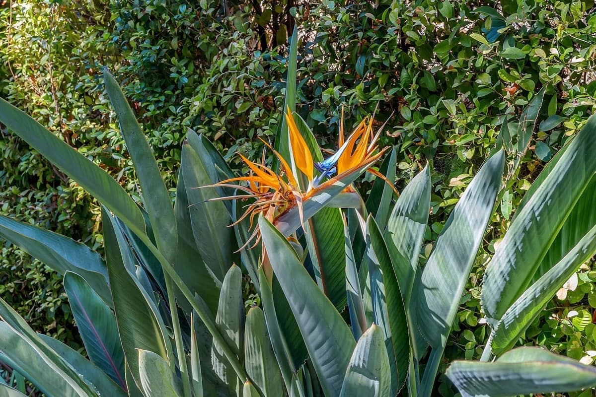 3 soverom Leilighet til salgs i Benahavis med svømmebasseng garasje - € 945 000 (Ref: 9354015)