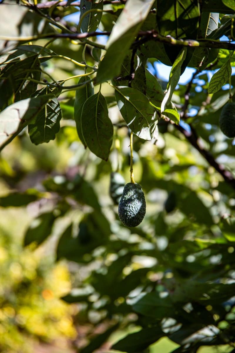 Finca/Casa Rural de 5 habitaciones en Alhaurín el Grande en venta con piscina garaje - 795.000 € (Ref: 9664066)