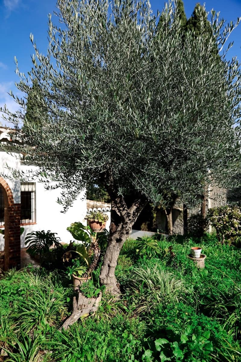 Finca/Casa Rural de 5 habitaciones en Alhaurín el Grande en venta con piscina garaje - 795.000 € (Ref: 9664066)