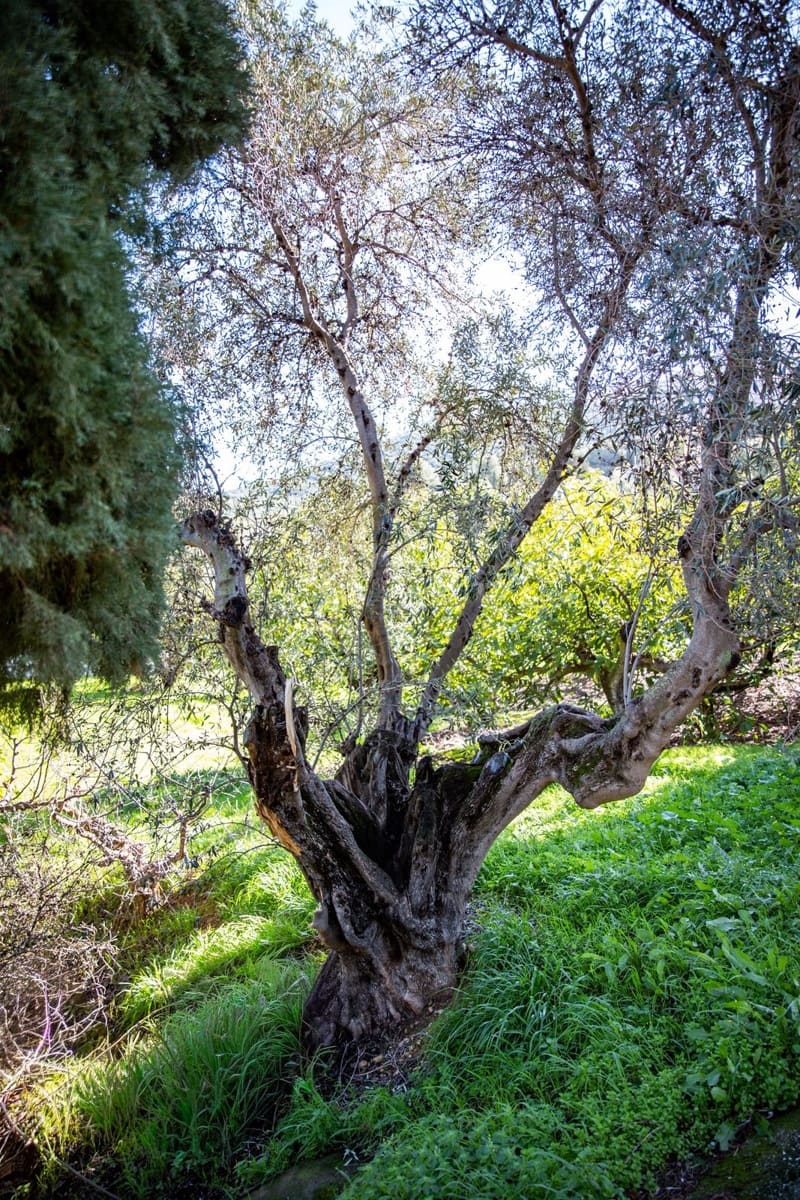 Finca/Casa Rural de 5 habitaciones en Alhaurín el Grande en venta con piscina garaje - 795.000 € (Ref: 9664066)