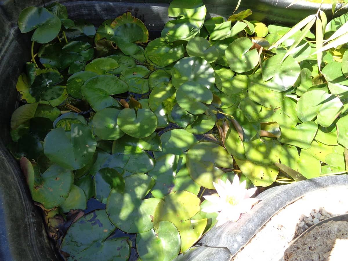 4 bedroom Villa for sale in Alhaurin de la Torre with pool garage - € 1,750,000 (Ref: 9694164)