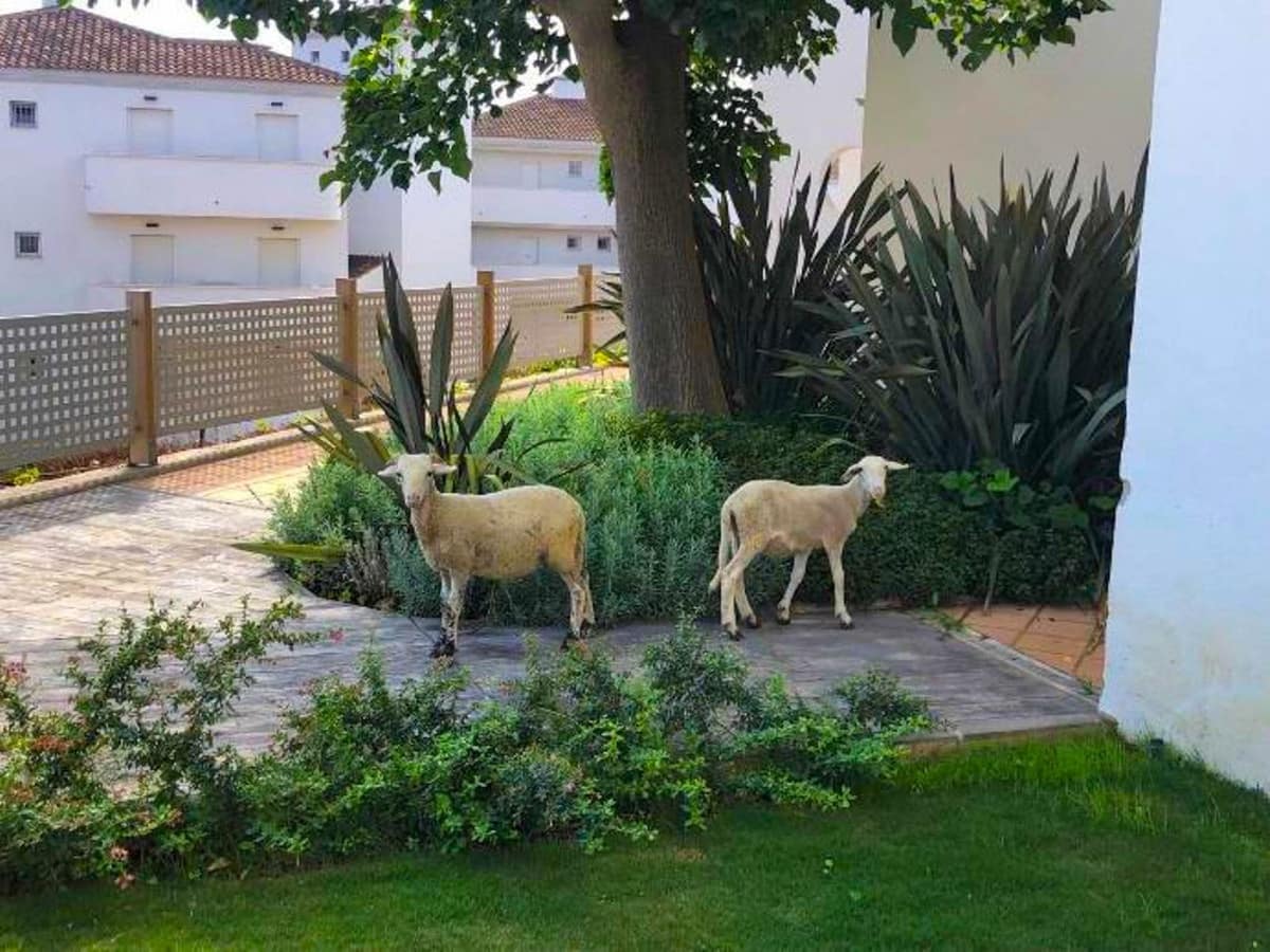 3 soverom Leilighet til salgs i La Duquesa / Puerto de la Duquesa med svømmebasseng - € 285 000 (Ref: 9974396)